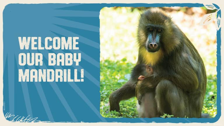 Baby-Mandrill-Born-at-Disneys-Animal-Kingdom